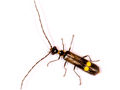 Malthodes marginatus